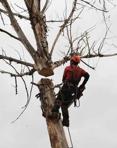 A Tree Company