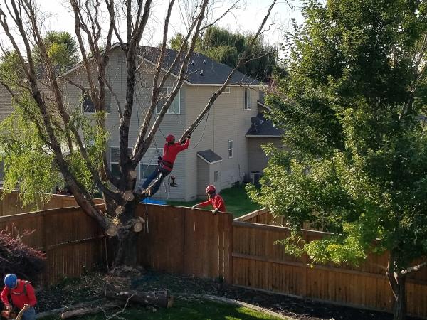 A Tree Company