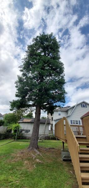 Chop & Chip Tree Service LLC