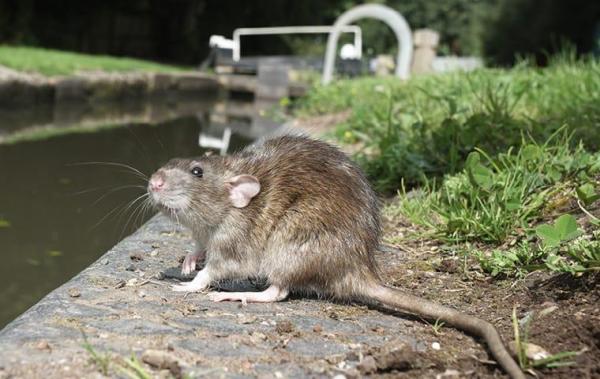Around the Block Pest Control