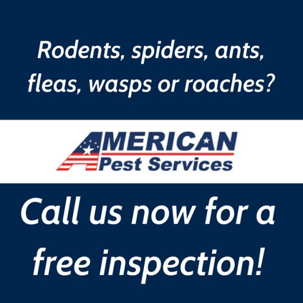 American Pest Services