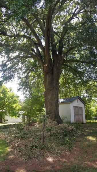 Heavens Gate Tree Service