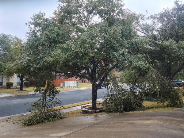 Apex Arbor Specialists