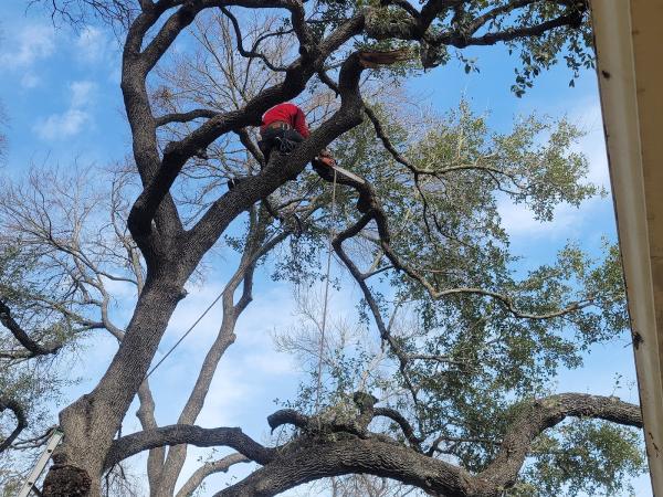 Apex Arbor Specialists