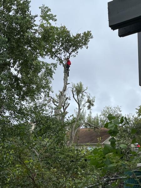 Apex Arbor Specialists