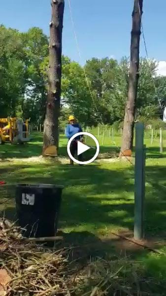 Jorge's Tree Service LLC