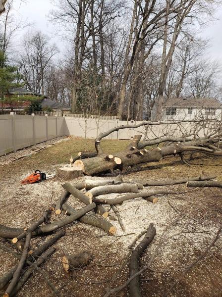 Jorge's Tree Service LLC
