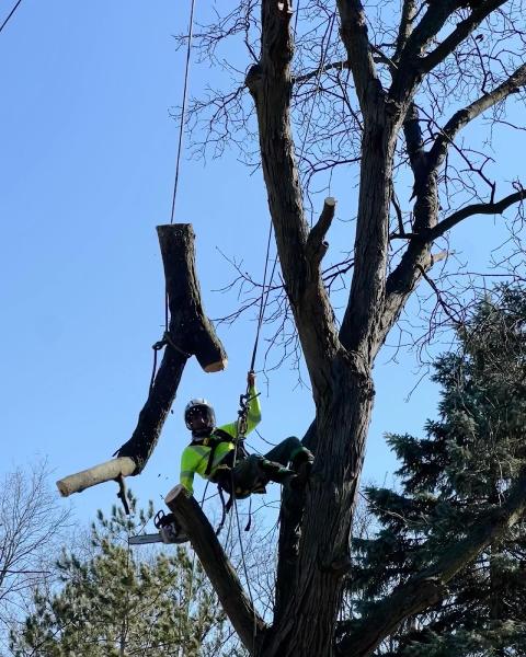 Rdgzmke Tree Removal