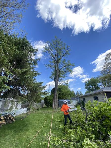 Rdgzmke Tree Removal