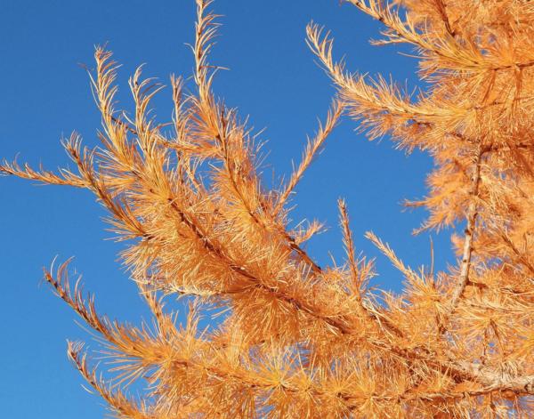 Tree Service Frisco