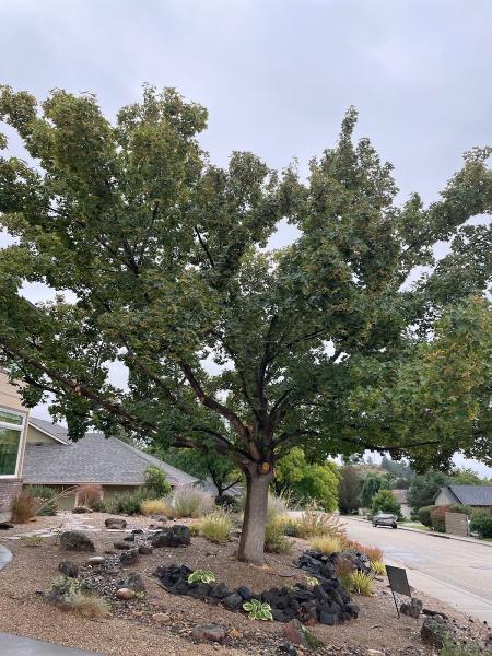 Parker Tree Service
