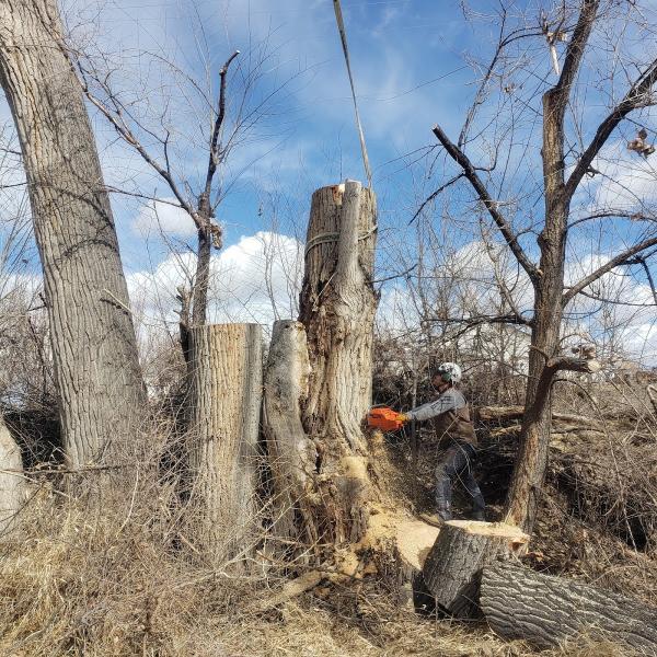 Parker Tree Service