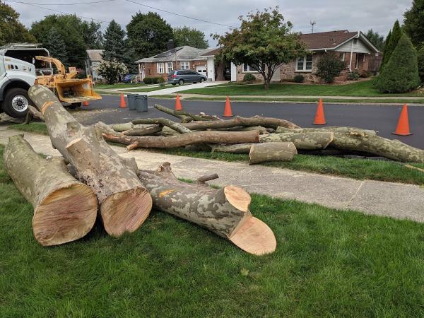 Jacob's Professional Tree & Shrub Care