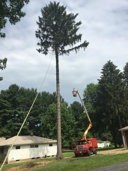 Top Notch Tree Service