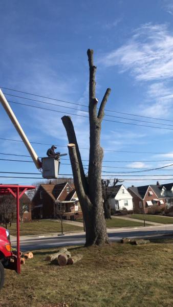 Top Notch Tree Service