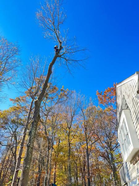 Jtree Service