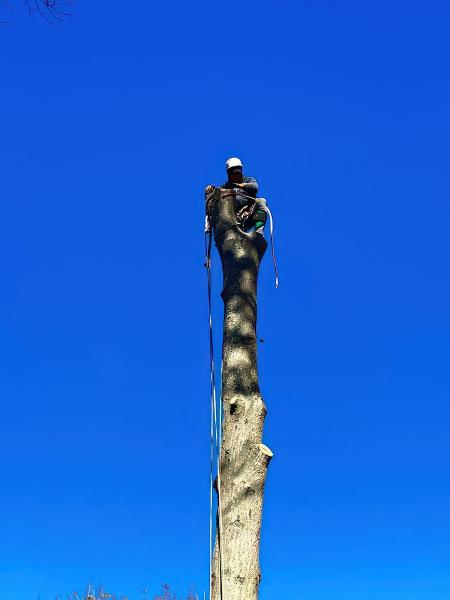 Jtree Service