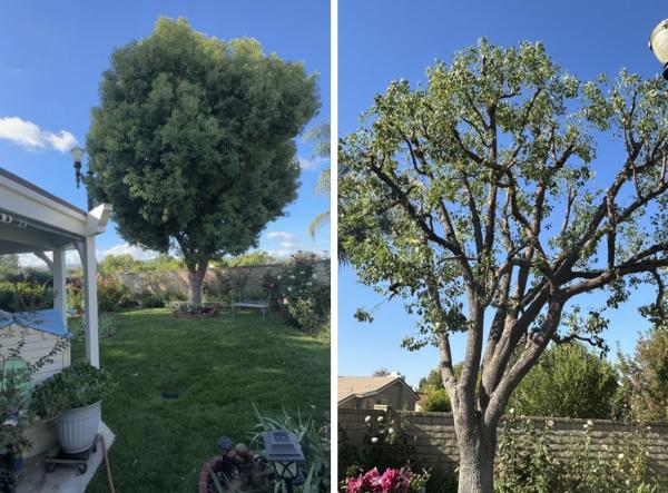 Pelletier Tree Service & Brush Clearance