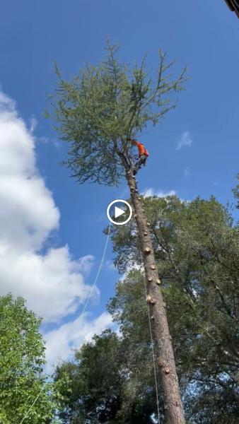 Pelletier Tree Service & Brush Clearance