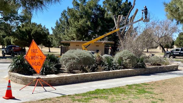American Tree Care