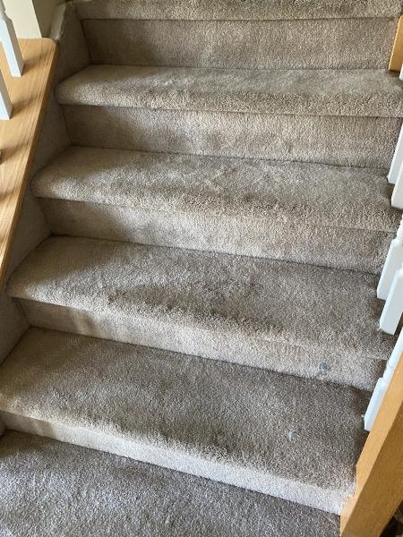 Organic Carpet Cleaning NY