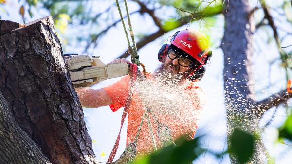 Jonathan Stirman Tree Service