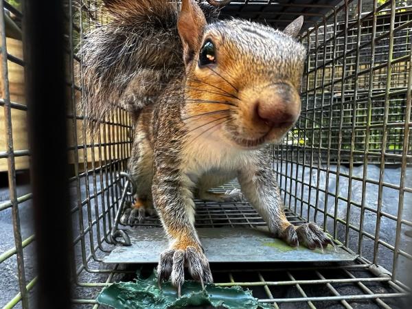 Southern Wildlife Management