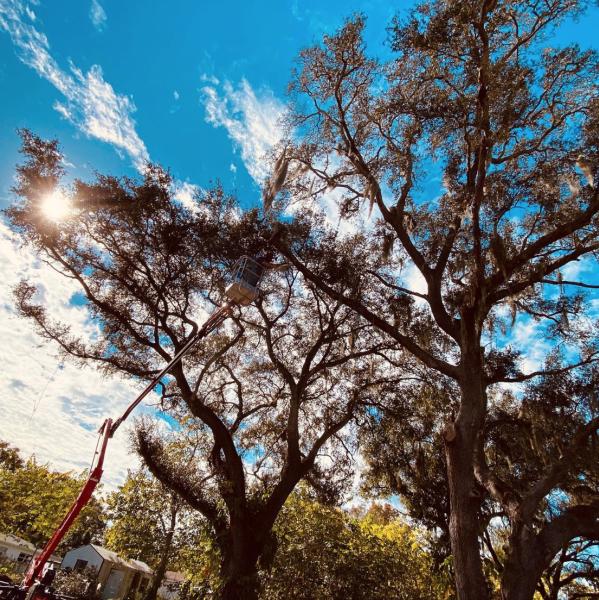 Spartan Land & Tree