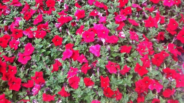 Salco Landscape Services & Growers