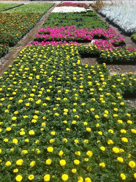 Salco Landscape Services & Growers