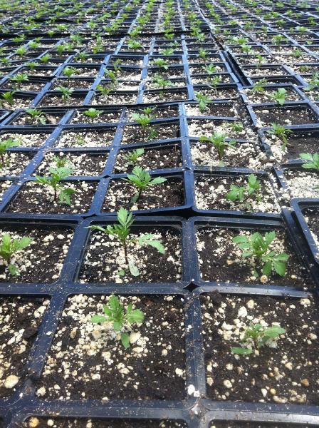 Salco Landscape Services & Growers