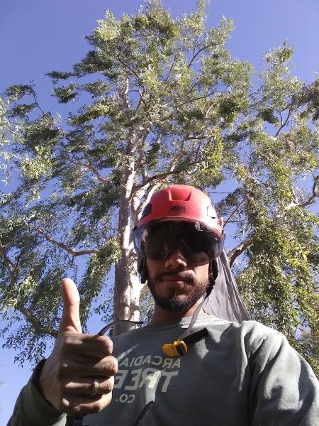 Arcadia Tree Co