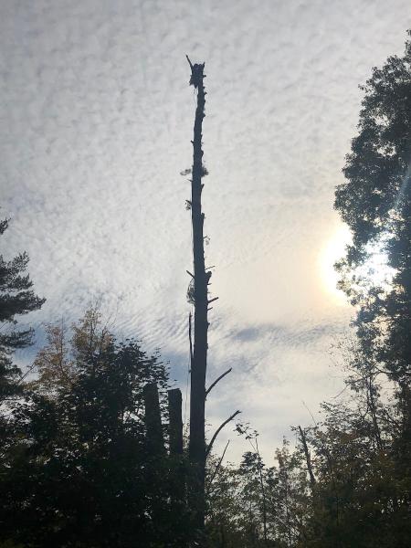VT Tree Service