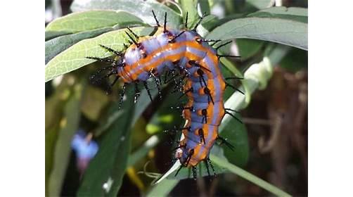 Nature Science Pest Control