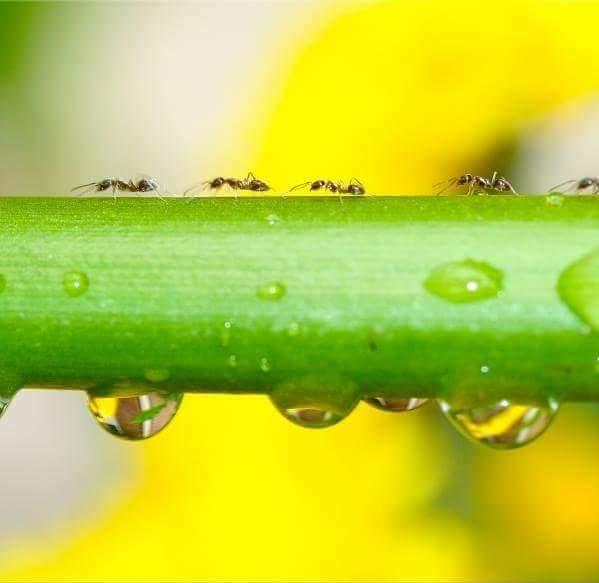 Nature Science Pest Control