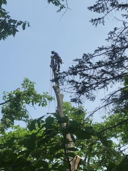Recinos Landscaping & Tree Services