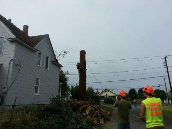 Larson Logging & Tree Service