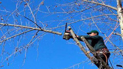 Arbortech Tree Service