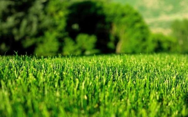 Kansas Lawn Care