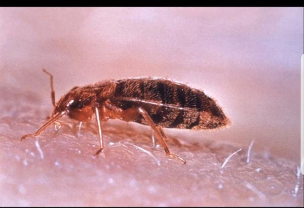 All Out Bed Bug Exterminators NYC