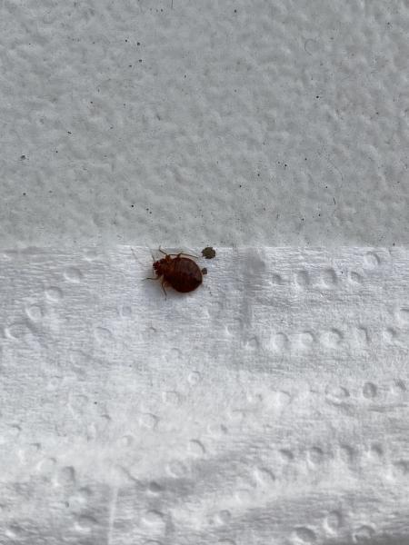 All Out Bed Bug Exterminators NYC