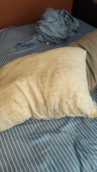 All Out Bed Bug Exterminators NYC