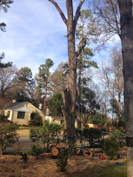 Southern Tree Solutions