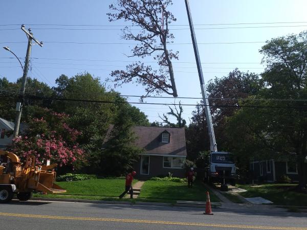 G & V Tree Service