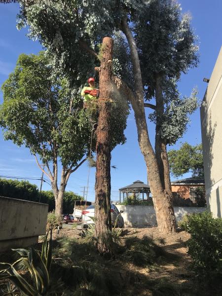 Bills Tree Service