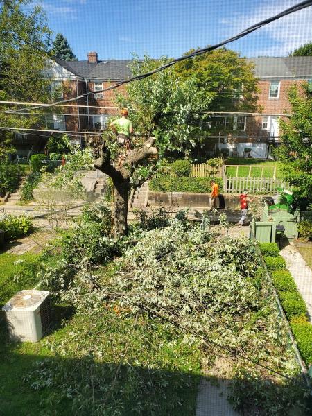 American Tree Service
