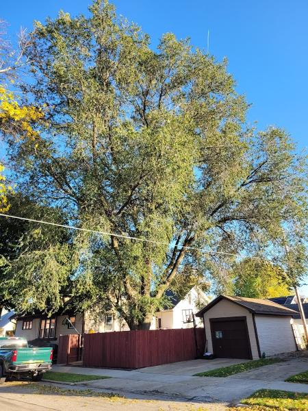 J.W. Kolp Tree Service LLC