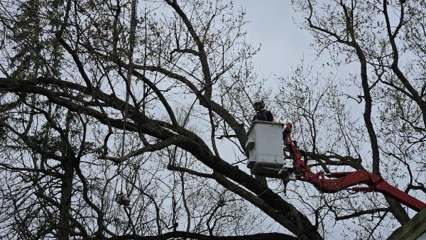 J.W. Kolp Tree Service LLC