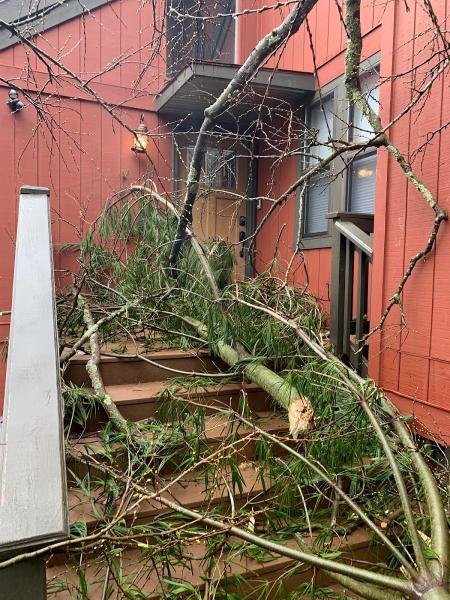 Clearview Tree and Landscaping Services