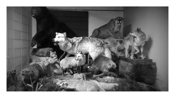 Animal Control Specialist LLC